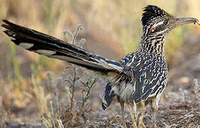 Greater Roadrunner