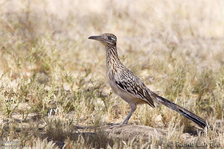 Greater Roadrunneradult, identification