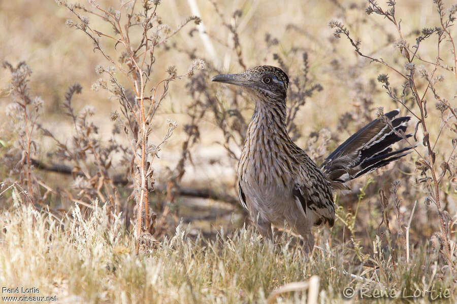 Greater Roadrunneradult, habitat