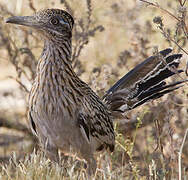 Greater Roadrunner