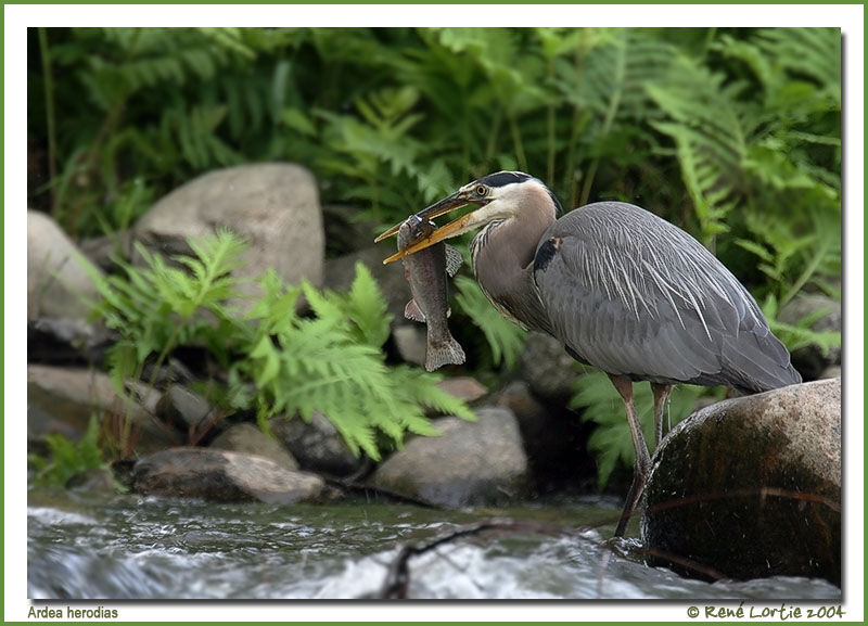 Great Blue Heron