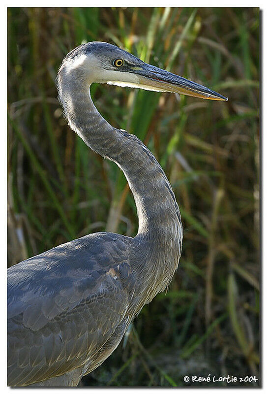 Great Blue Heron