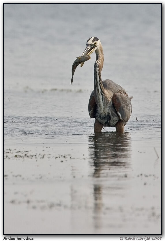 Great Blue Heron