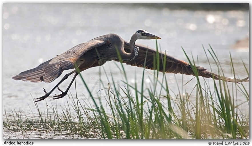 Great Blue Heron