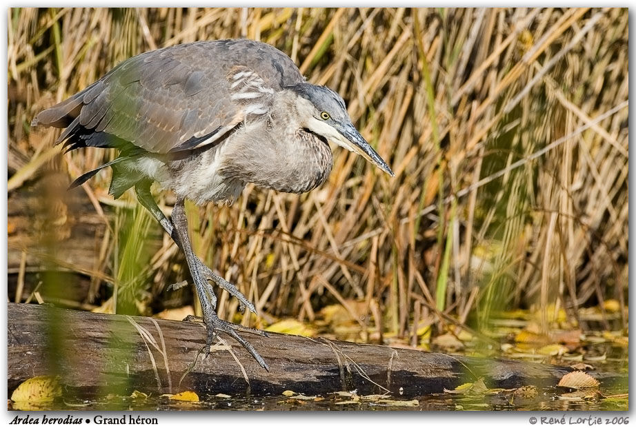 Great Blue Heron