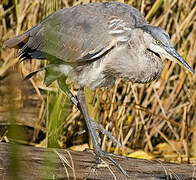 Great Blue Heron