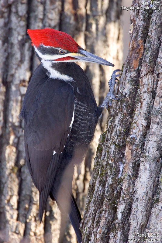 Pileated Woodpecker