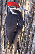 Pileated Woodpecker