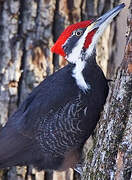 Pileated Woodpecker