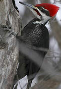 Pileated Woodpecker