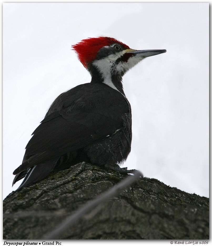 Pileated Woodpecker