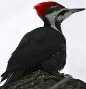 Pileated Woodpecker