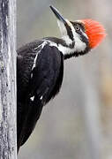 Pileated Woodpecker