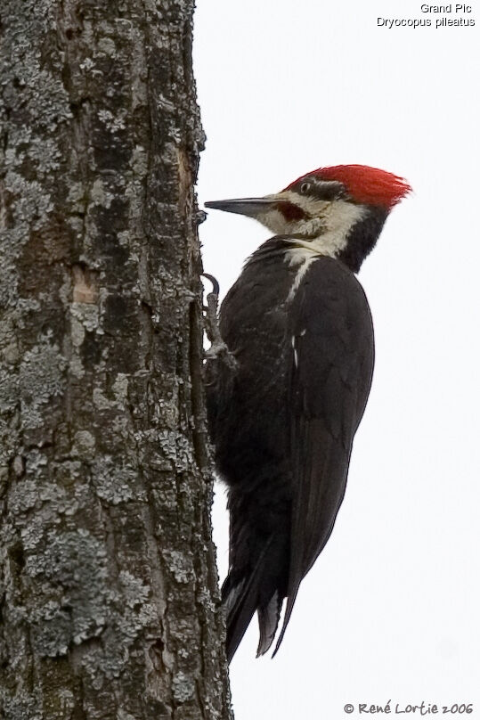 Pileated Woodpecker