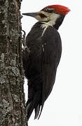 Pileated Woodpecker