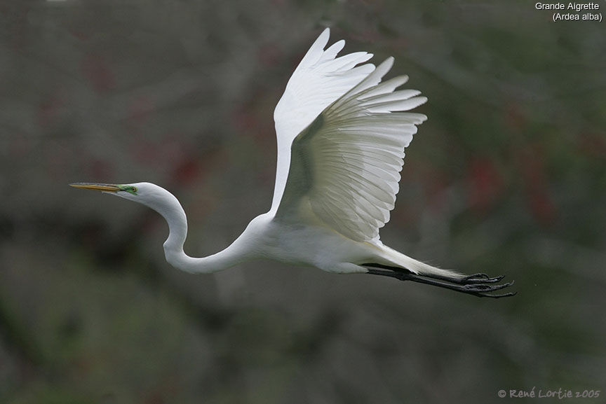 Great Egret