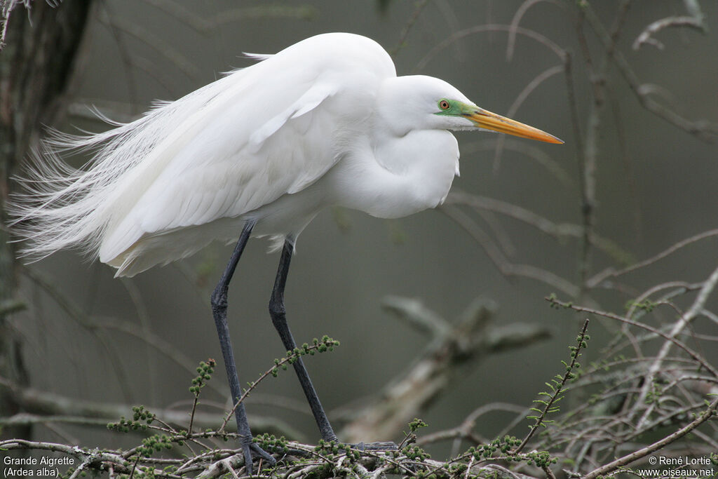 Great Egret