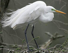 Grande Aigrette