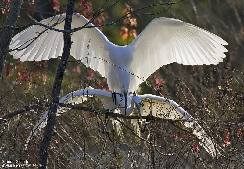 Great Egret adult breeding