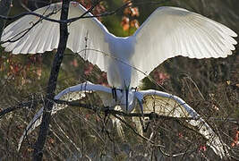 Grande Aigrette