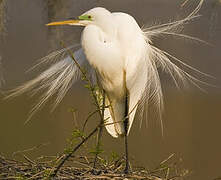 Grande Aigrette