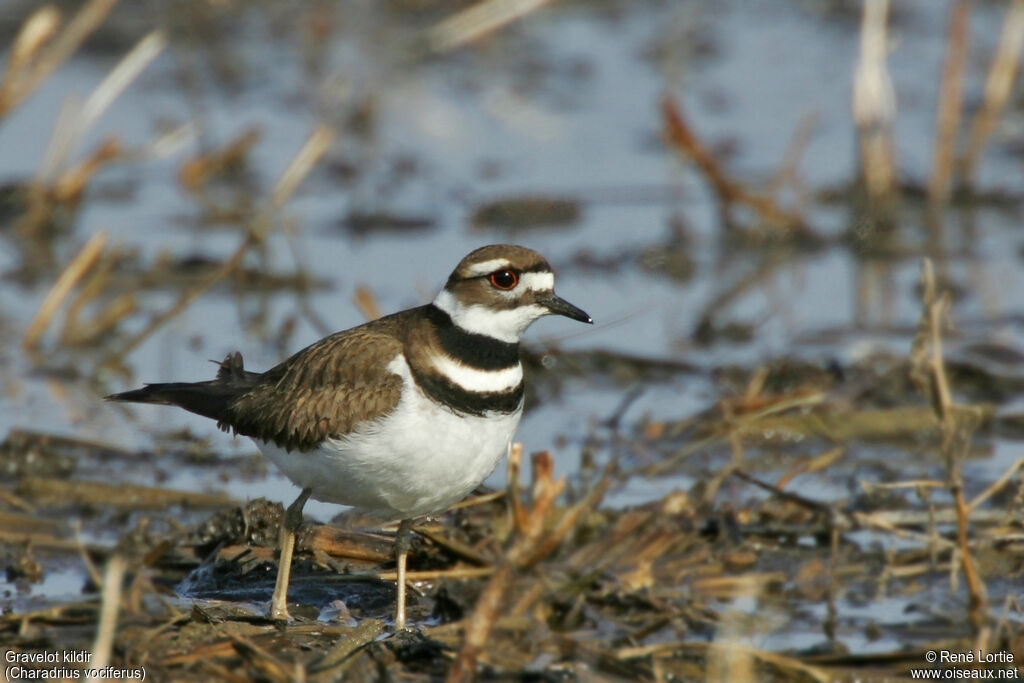 Killdeer