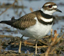 Killdeer