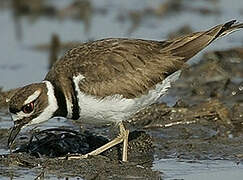 Killdeer