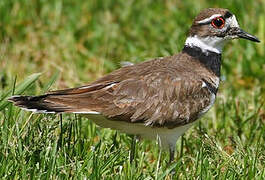 Killdeer