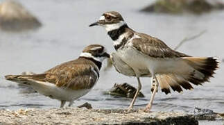 Killdeer