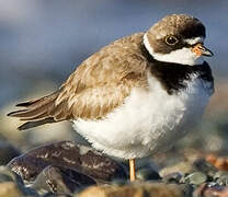 Semipalmated Plover