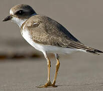 Semipalmated Plover