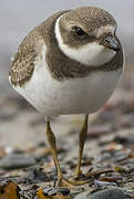 Semipalmated Plover