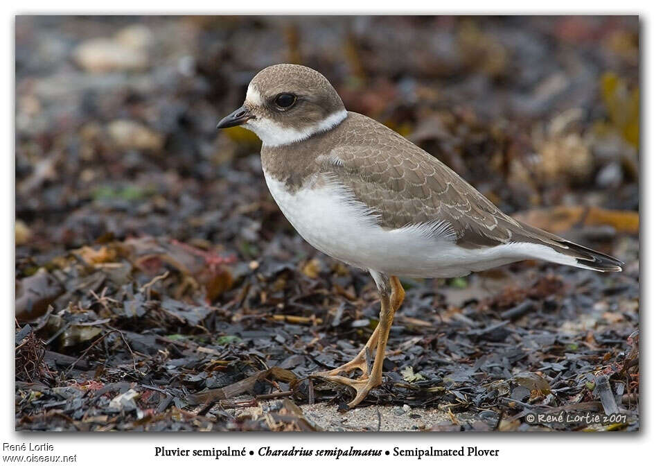 Semipalmated Ploveradult post breeding, identification