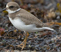 Semipalmated Plover