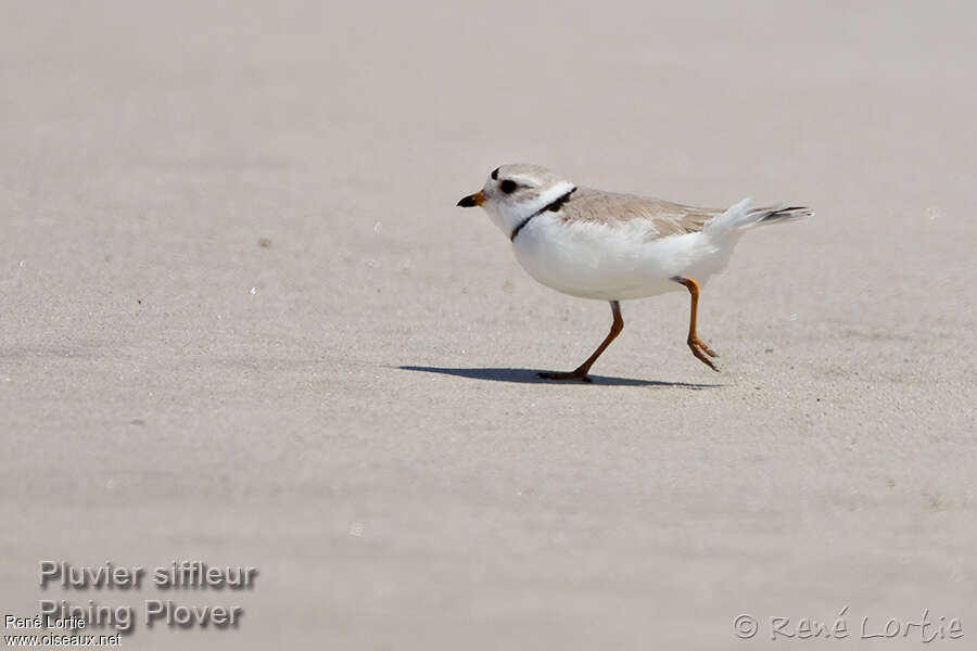 Piping Ploveradult breeding, identification