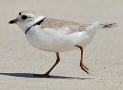 Piping Plover