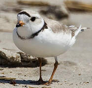 Piping Plover