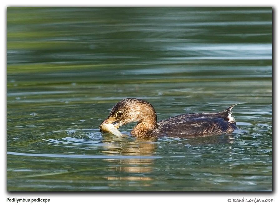 Pied-billed Grebe