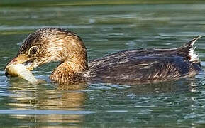 Pied-billed Grebe