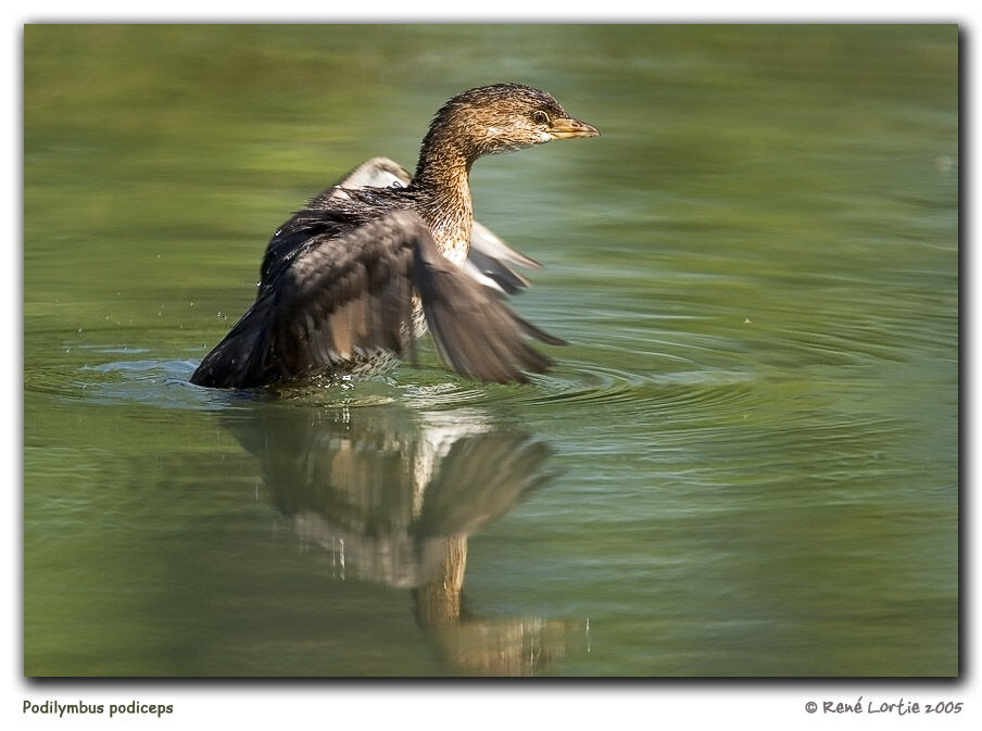 Pied-billed Grebe