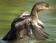 Pied-billed Grebe