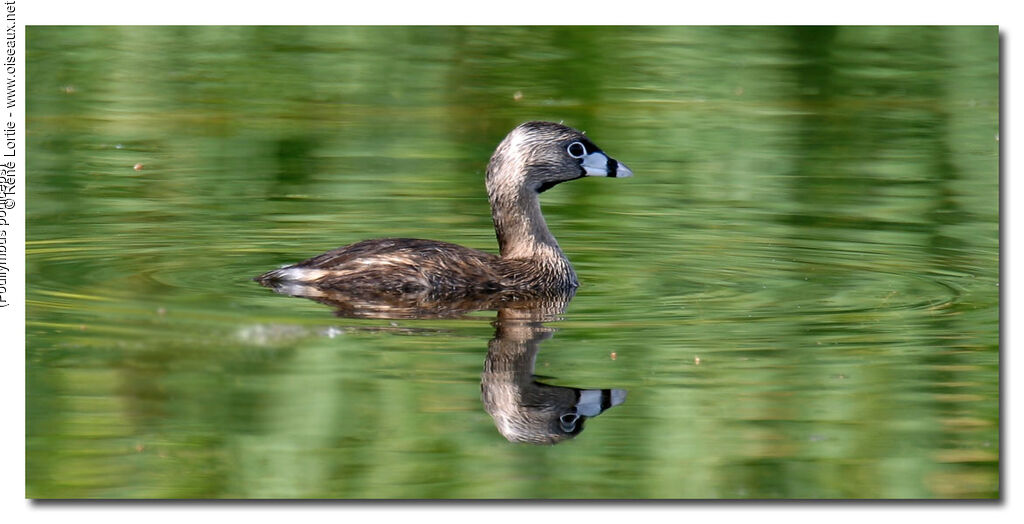 Pied-billed Grebe