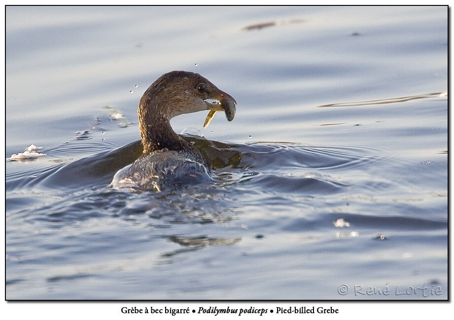 Pied-billed Grebe