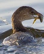 Pied-billed Grebe