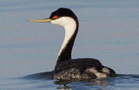 Western Grebe