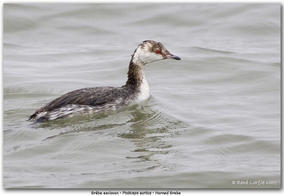 Horned Grebe