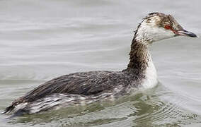 Horned Grebe