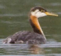 Red-necked Grebe