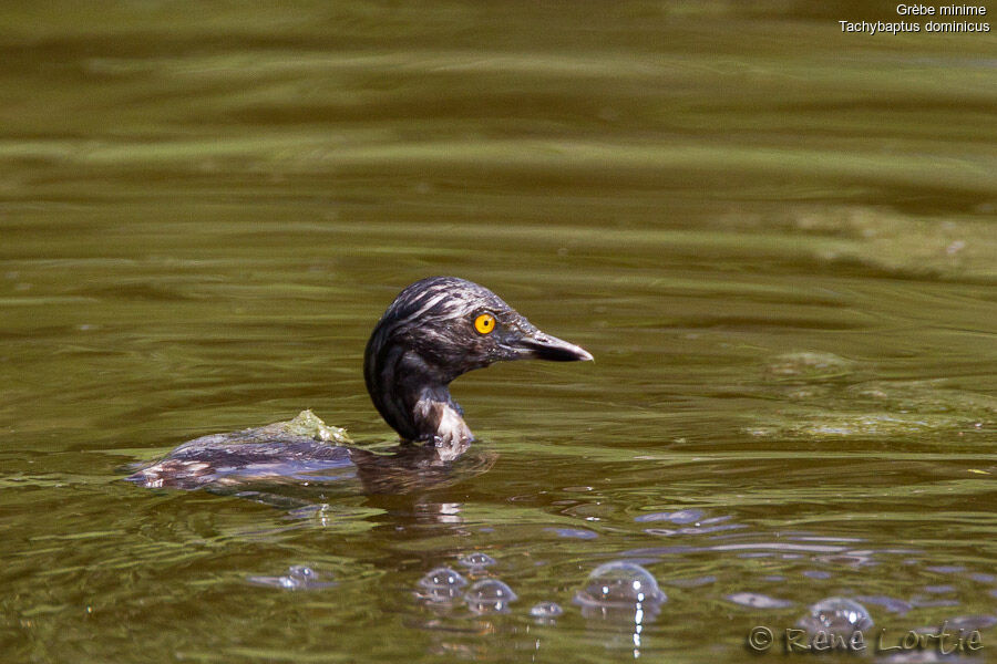 Grèbe minimejuvénile, identification